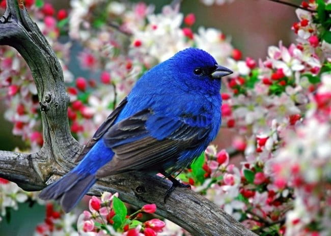 Красивые картинки птиц (100 фото) #5