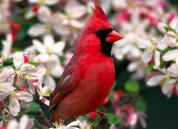 Красивые картинки птиц (100 фото) #25