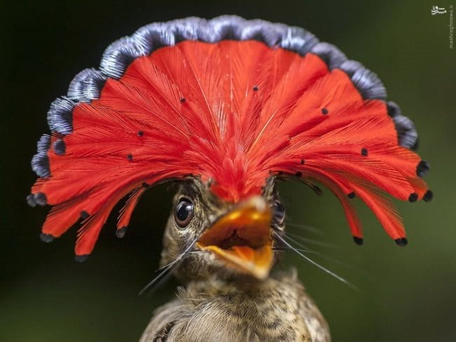 Красивые картинки птиц (100 фото) #10