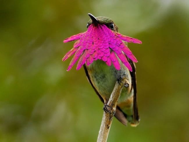 Красивые картинки птиц (100 фото) #16