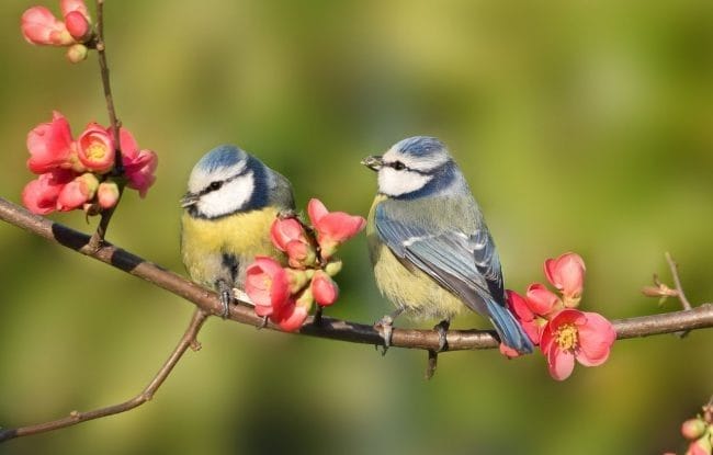 Красивые картинки птиц (100 фото) #89