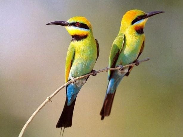 Красивые картинки птиц (100 фото) #95