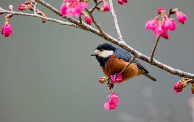 Красивые картинки птиц (100 фото) #97
