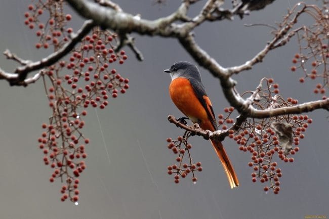 Красивые картинки птиц (100 фото) #93