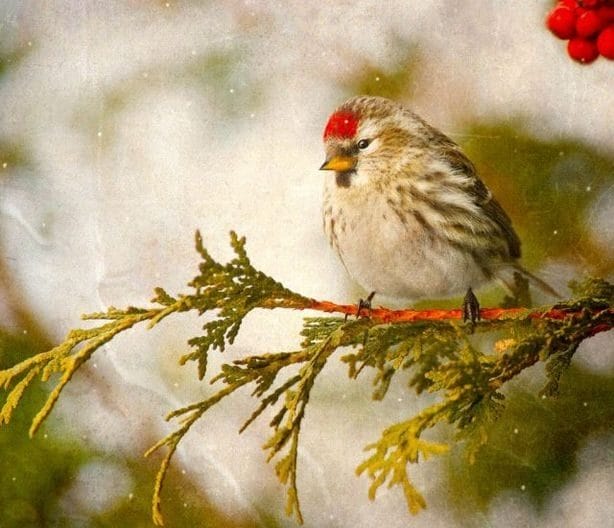 Красивые картинки птиц (100 фото) #94