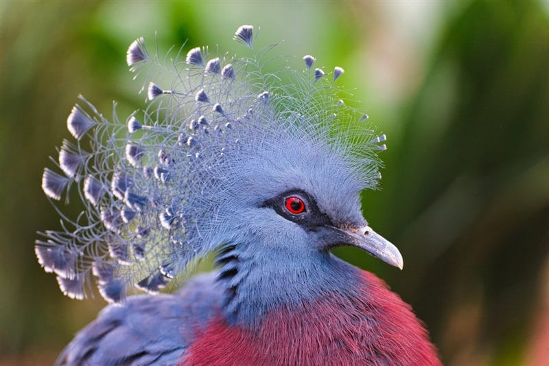 Красивые картинки птиц (100 фото) #48