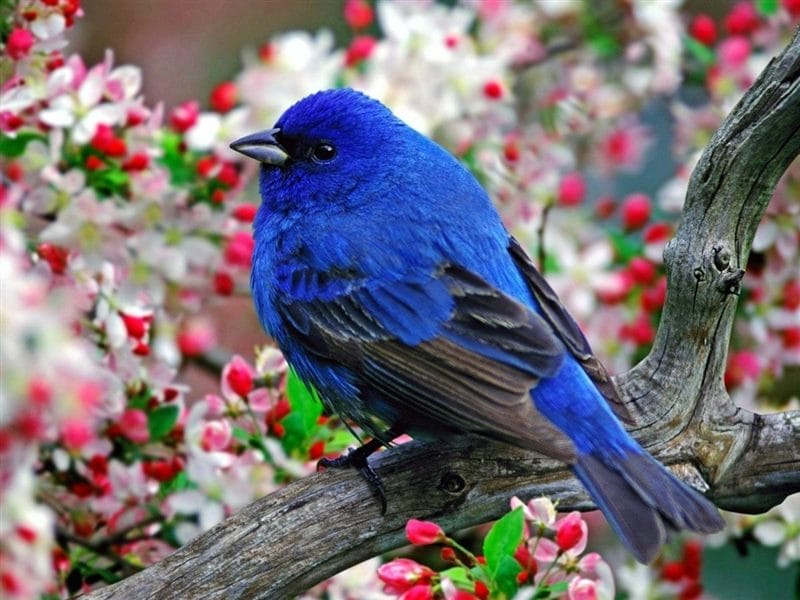 Красивые картинки птиц (100 фото) #42