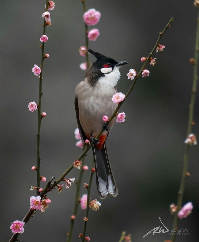 Красивые картинки птиц (100 фото) #75