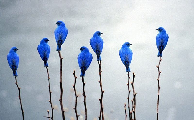 Красивые картинки птиц (100 фото) #59