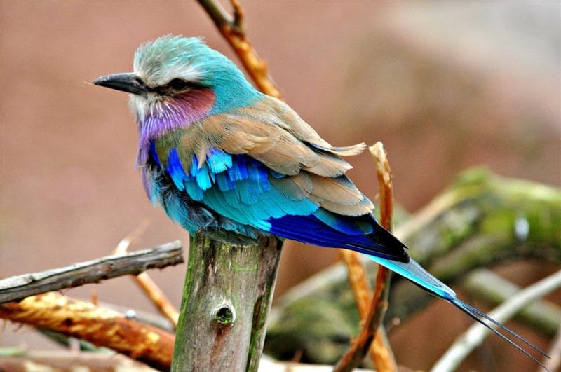 Красивые картинки птиц (100 фото) #50