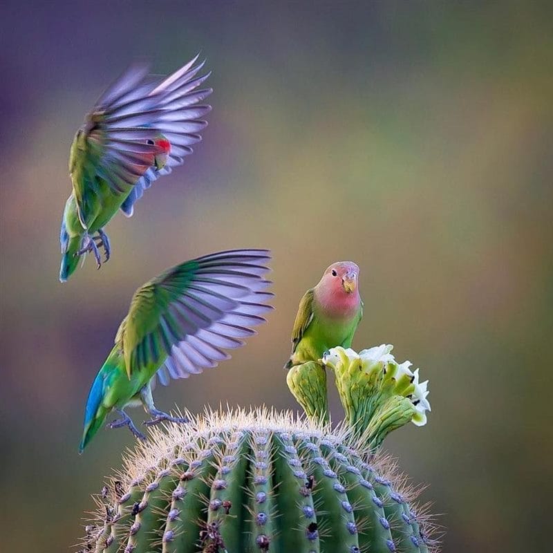 Красивые картинки птиц (100 фото) #62