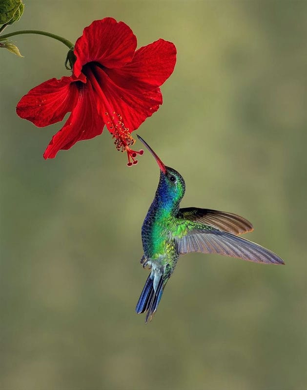Красивые картинки птиц (100 фото) #57