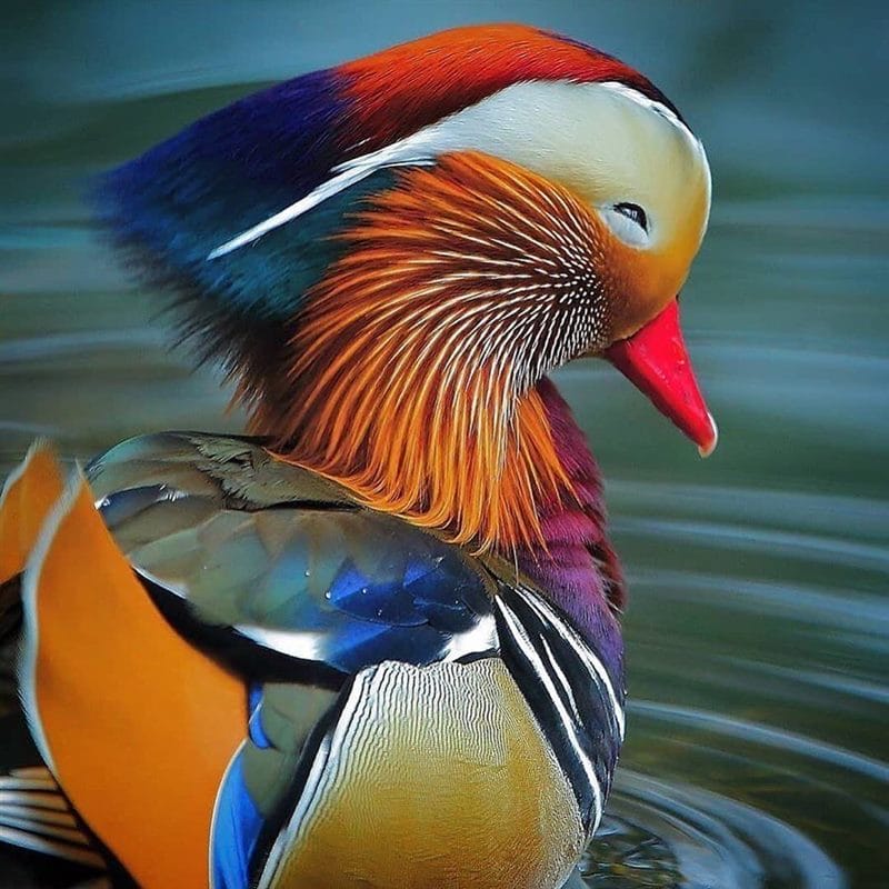 Красивые картинки птиц (100 фото) #52