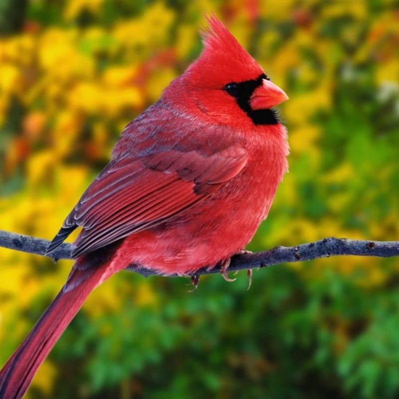 Красивые картинки птиц (100 фото) #76