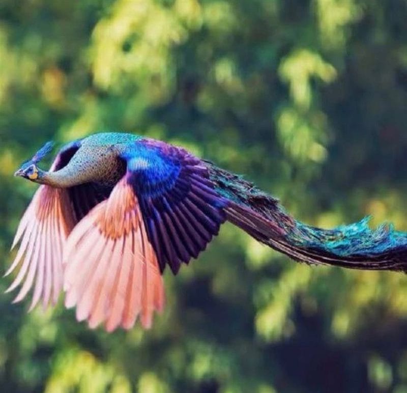 Красивые картинки птиц (100 фото) #65