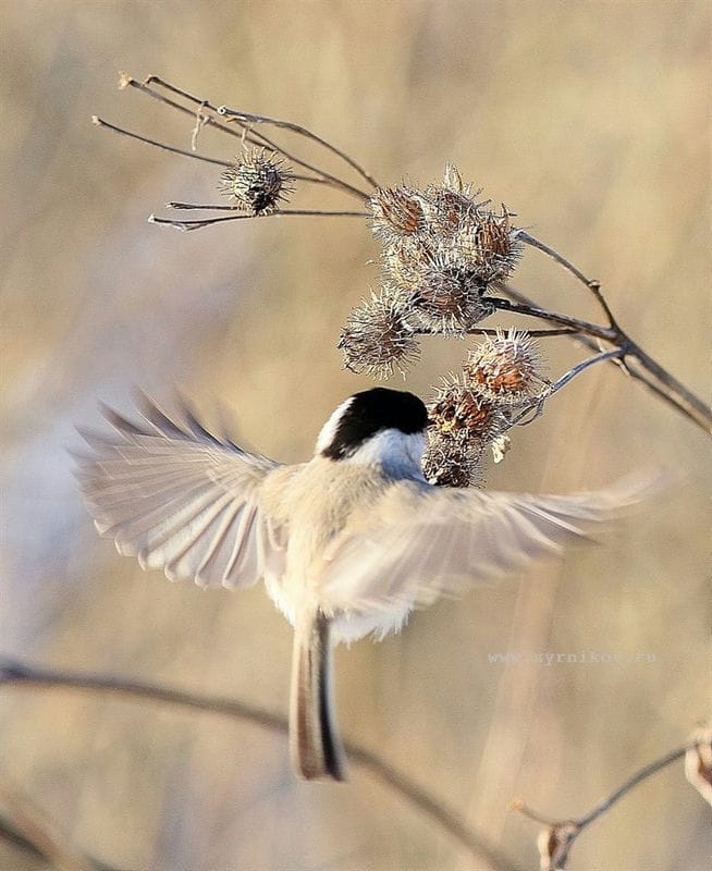 Красивые картинки птиц (100 фото) #44