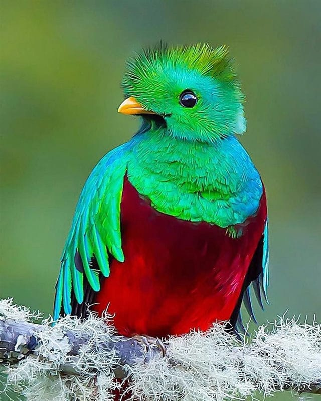 Красивые картинки птиц (100 фото) #37