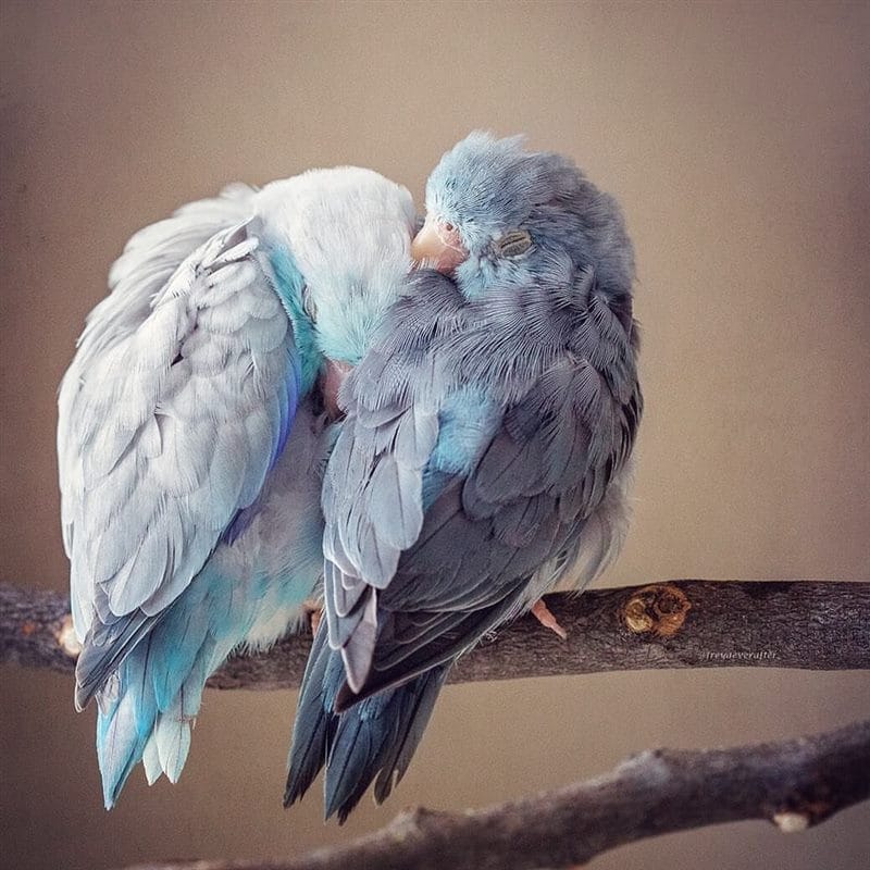 Красивые картинки птиц (100 фото) #45