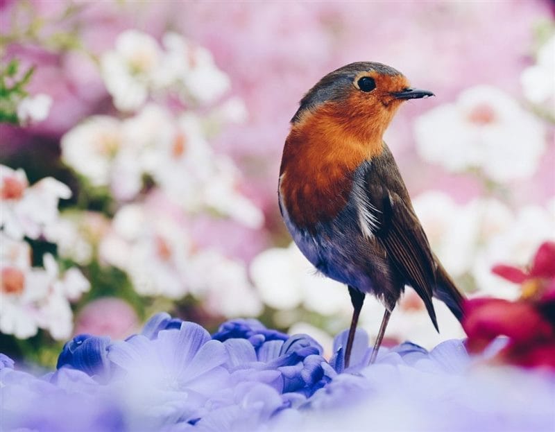 Красивые картинки птиц (100 фото) #66