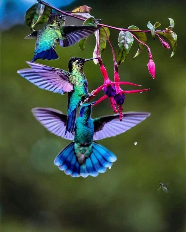 Красивые картинки птиц (100 фото) #83