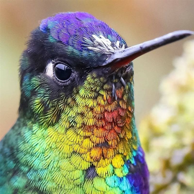 Красивые картинки птиц (100 фото) #39