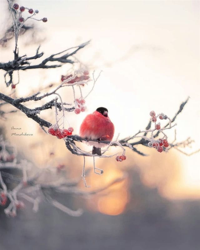 Красивые картинки птиц (100 фото) #78