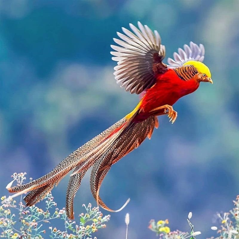 Красивые картинки птиц (100 фото) #60