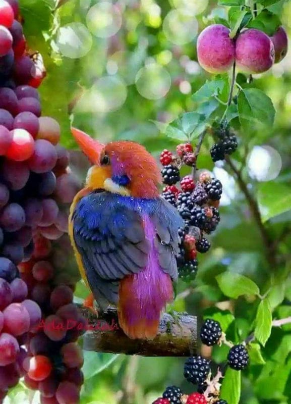 Красивые картинки птиц (100 фото) #38