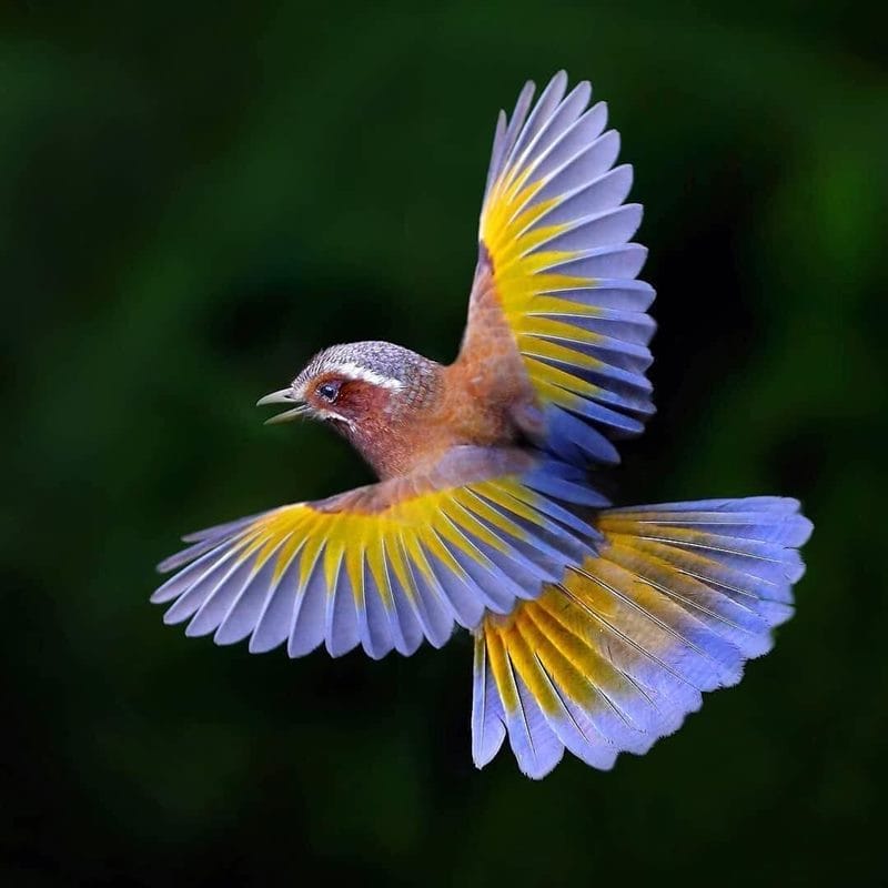 Красивые картинки птиц (100 фото) #81