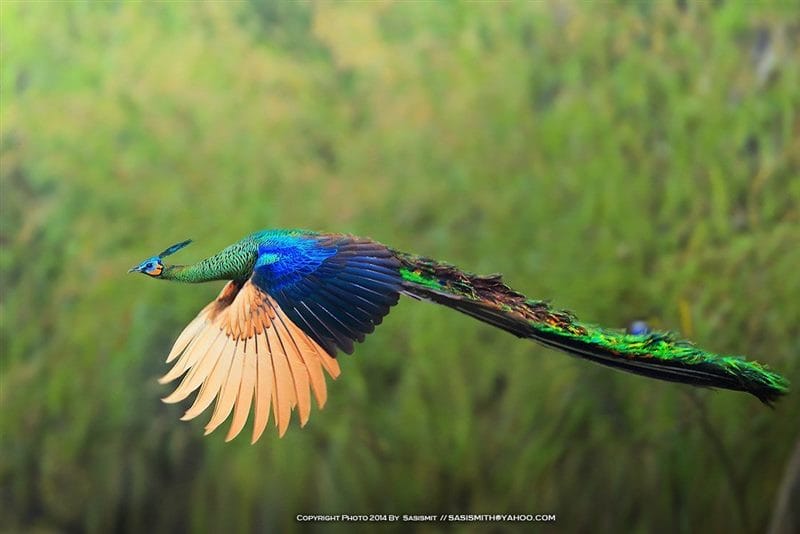 Красивые картинки птиц (100 фото) #77