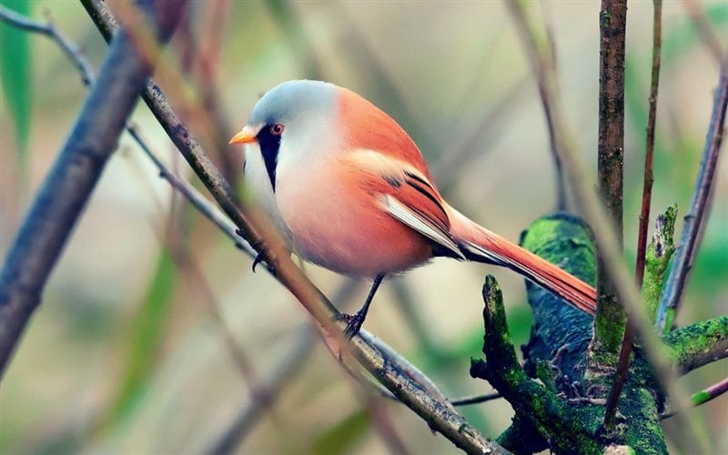 Красивые картинки птиц (100 фото) #61