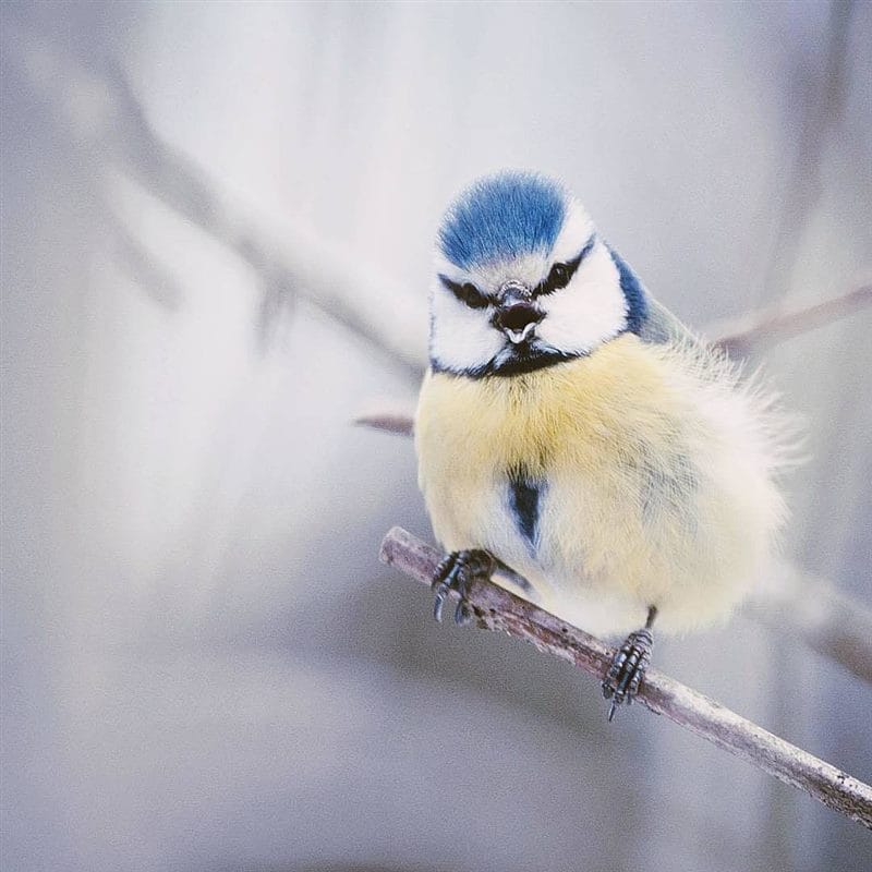 Красивые картинки птиц (100 фото) #56