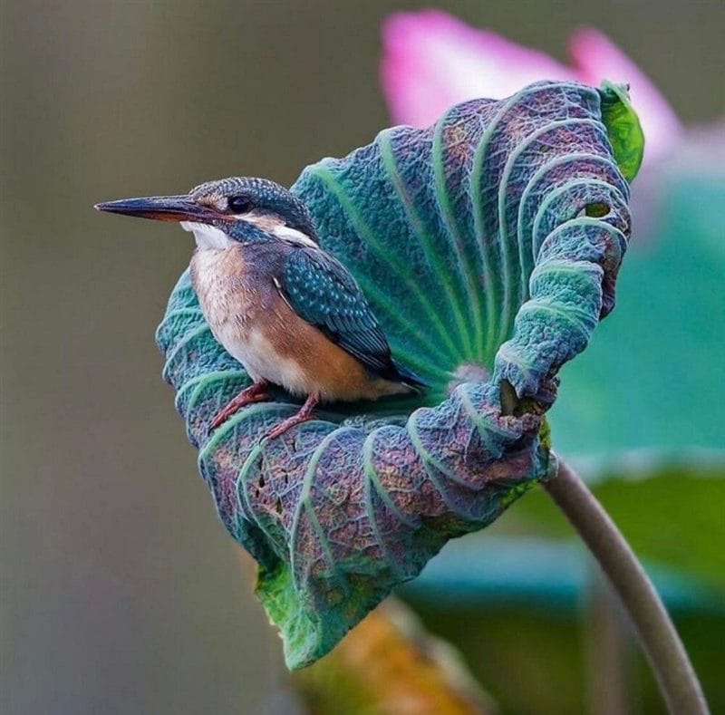 Красивые картинки птиц (100 фото) #54