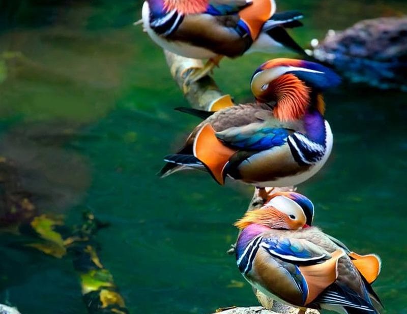 Красивые картинки птиц (100 фото) #69
