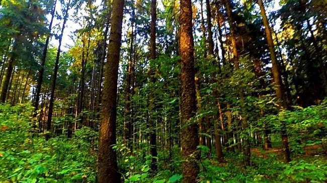 Красивые картинки леса (100 фото) #7