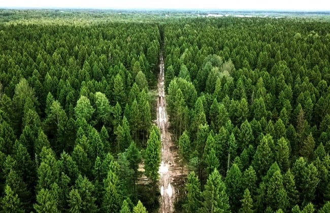 Красивые картинки леса (100 фото) #15