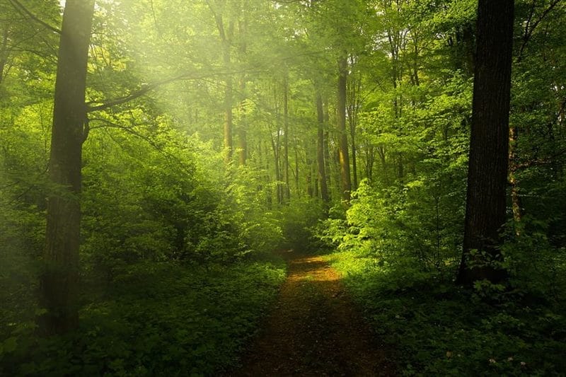 Красивые картинки леса (100 фото) #1