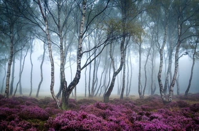 Красивые картинки леса (100 фото) #12