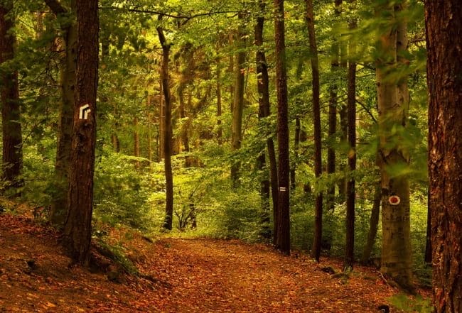Красивые картинки леса (100 фото) #13