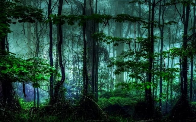 Красивые картинки леса (100 фото) #9
