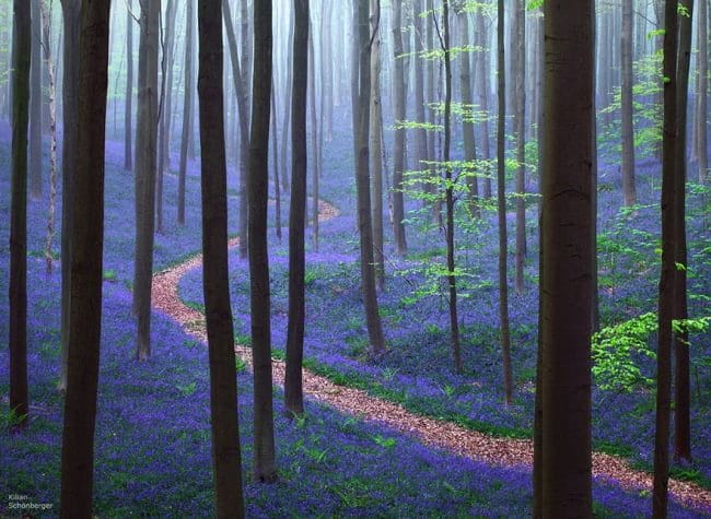 Красивые картинки леса (100 фото) #18