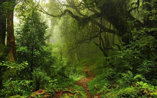 Красивые картинки леса (100 фото) #32