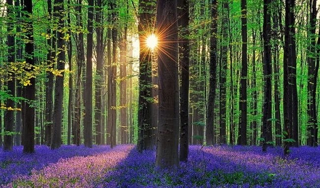 Красивые картинки леса (100 фото) #36