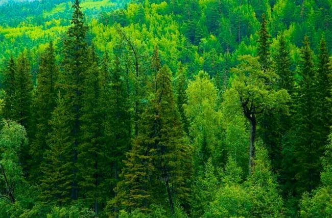 Красивые картинки леса (100 фото) #30