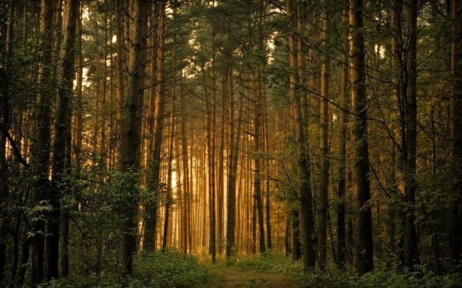 Красивые картинки леса (100 фото) #31