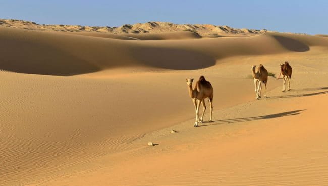 Пустыня - красивые картинки (100 фото) #7
