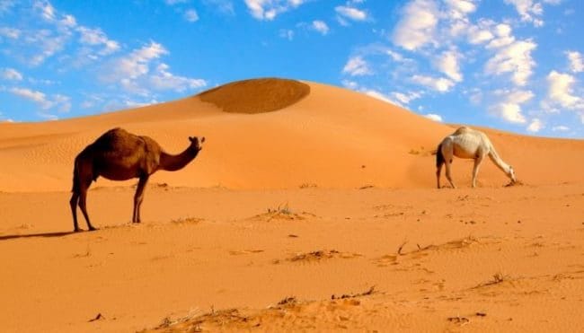 Пустыня - красивые картинки (100 фото) #21