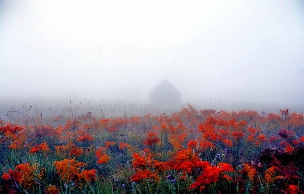 Картинки про туман (100 фото) #39