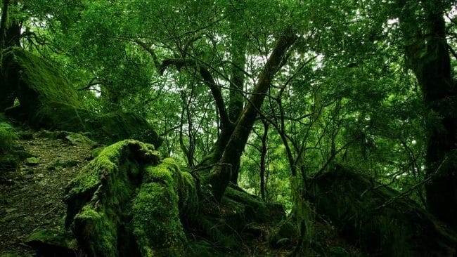 Красивые картинки леса (100 фото) #95