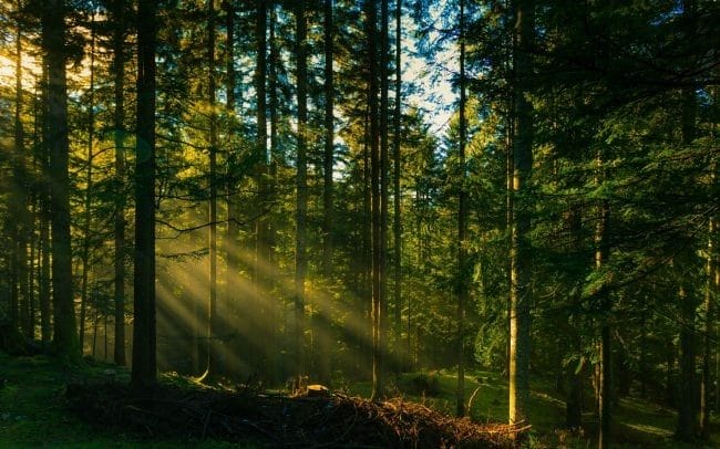 Красивые картинки леса (100 фото) #94